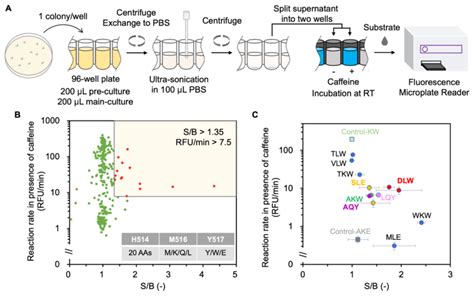 High Throughput Screening Of A Combinatorial Library Of Vhh Gustr3 A