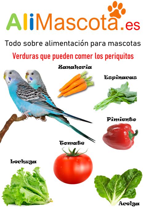 Frutas Y Verduras Para Periquitos Alimentaci N Para Periquitos Que