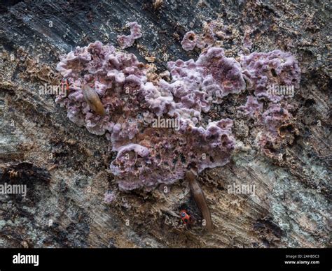 Silver Leaf Chondrostereum Purpureum Growing In G Rv Lns