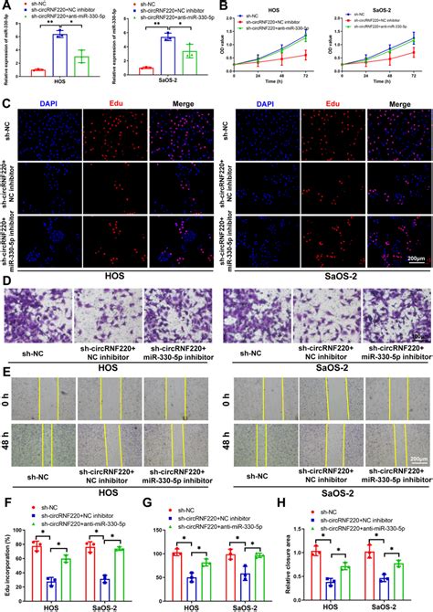 Down Regulation Of Circrnf Inhibited Os Growth In Vivo A B C