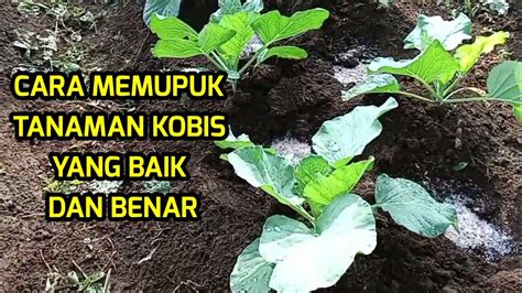 Cara Memupuk Tanaman Kubis Yang Baik Dan Benar YouTube