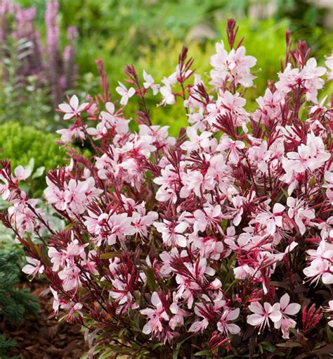 Gaura Lindheimeri Graceful Pink Kont L Lumigreen Cz