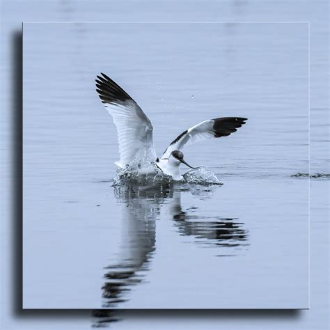 Avocette L Gante Recurvirostra Avosetta Avocette L Gan Flickr