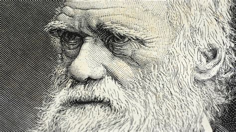 Charles Darwin Sketches At Explore Collection Of