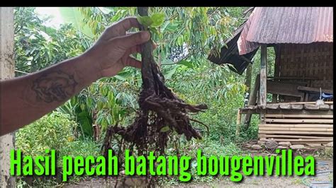 Hasil Pecah Batang Bahan Bonsai Bougenvillea Dari Stek YouTube