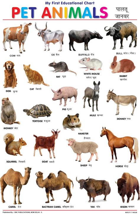 Prakash Books Pet Farm Animals Wall Chart | ubicaciondepersonas.cdmx.gob.mx