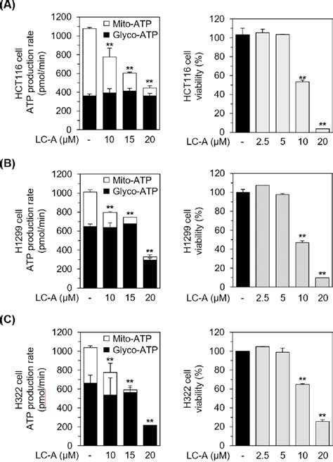 Effects Of Licochalcone A On ATP Production And Cancer Cell Viability