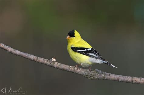 Findnature Photos Chardonneret Jaune American Goldfinch