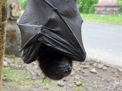 The Giant Golden Crowned Flying Fox Acerodon Jubatus Also Known As The Golden Capped Fruit