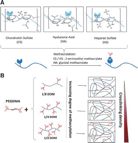 A Chemical Structures Of Three Extracellular Matrix Ecm Molecules