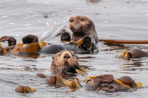 Under The Watchful Eye of Sea Otters - Archipelago Cruises