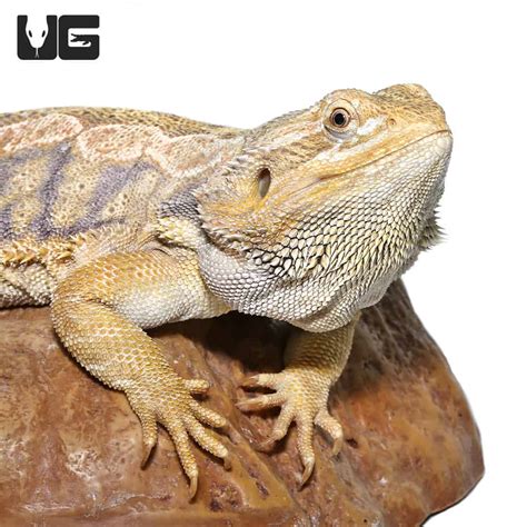 Adult Female Blue Bar Citrus Leatherback Bearded Dragon Pogona