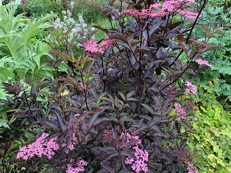 Sambucus Nigra F Porphyrophylla Thundercloud Agm Marwood Hill Gardens