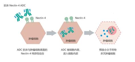 靶向nectin 4！迈威生物创新adc在中国申报临床生物中国新浪新闻