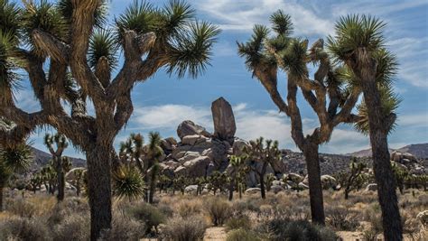 Joshua Tree National Park Travel Guide And Travel Tips Outdooractive