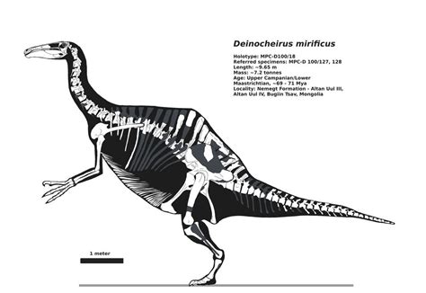 Deinocheirus Skeletal By Palaeozoologist On Deviantart