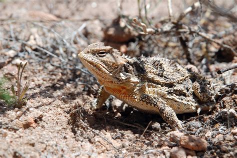 horned, Lizard, Toad, Lizards Wallpapers HD / Desktop and Mobile ...