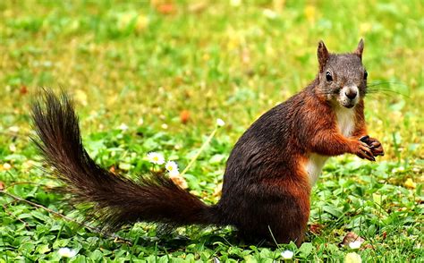 Royalty Free Photo Brown Squirrel Standing On Green Grass Pickpik