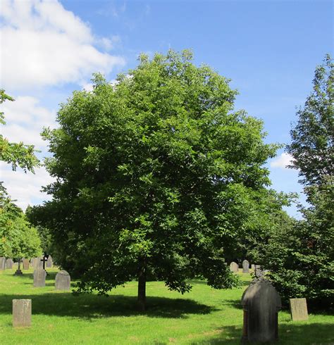 Fraxinus Americana Autumn Purple In Cathays Cemetery