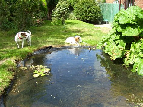 How to Make a Frog Pond | Dengarden