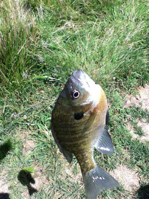 Bluegill!