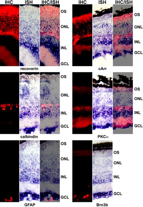 Localized Expression Of Glb1l3 In Retinal Cell Layers Wild Type Retina Download Scientific