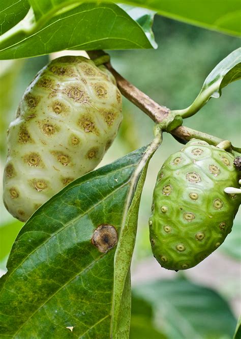 Morinda Citrifolia