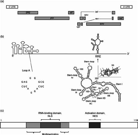 A Schematic Of The Hiv Genome Showing Open Reading Frames As