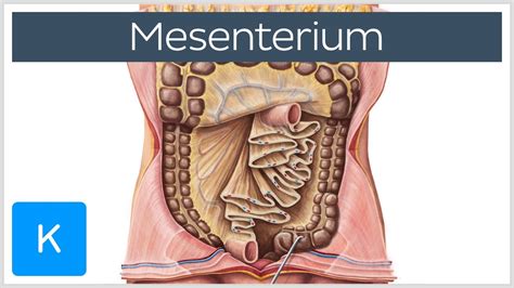 Mesenterium Vorschau Anatomie Des Menschen Kenhub Youtube