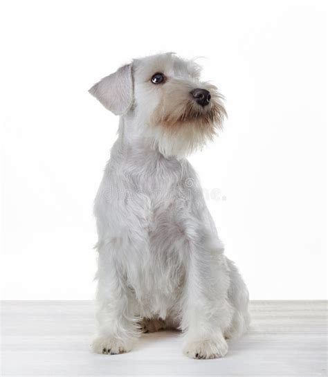 White Miniature Schnauzer Puppy Stock Image Image Of Miniature