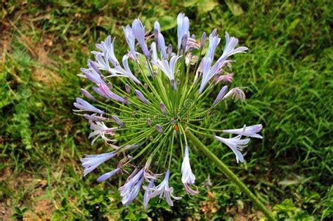 African Lily Or Agapanthus Praecox Flowers In A Garden Stock Photo