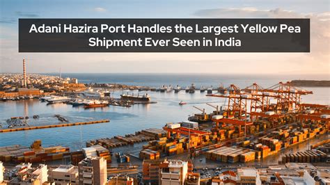 Adani Hazira Port Handles the Largest Yellow Pea Shipment Ever Seen in ...