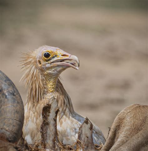 Vulture Conservation Indias Fight To Save Lord Rams Jatau