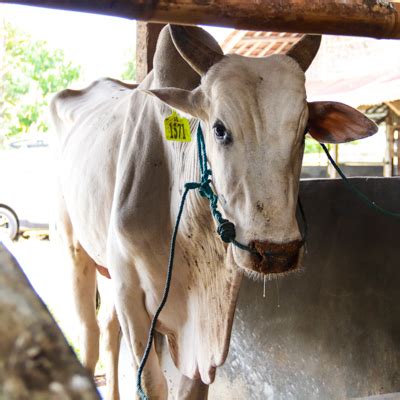 Feedlot Sapi Ongole Sumbawa 296Kg