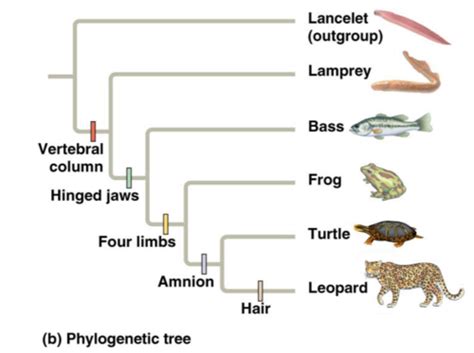 Cell Structure And Diversity Flashcards Quizlet