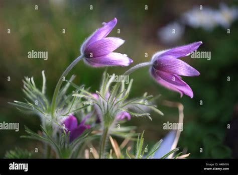 Pasque flower Pulsatilla vulgaris Stock Photo - Alamy