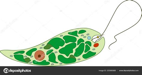 Structure Euglena Viridis Stock Vector Image By Mariaflaya 253990988