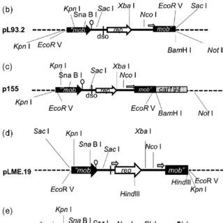 Constructs Used In This Study Dotted Line Backbone Of Pbluescript