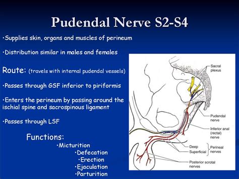 Pelvic аnatomy презентация онлайн