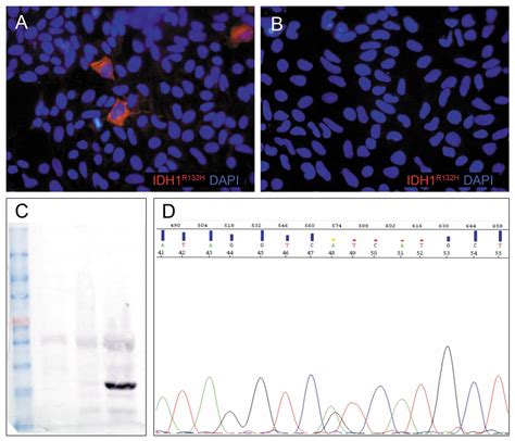 Figure Spontaneous In Vitro Senescence Of Glioma Cells Confirmed