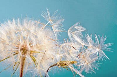 Fototapete Von Pusteblume fallende Samen nach Maß myredro de