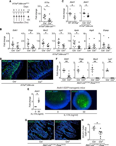 Il 17ra Signaling In Lgr5 Intestinal Stem Cells Induces Expression Of