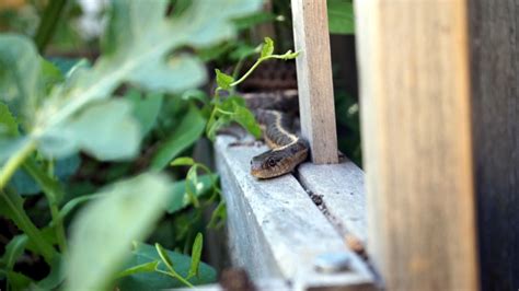 What To Do If You Encounter A Snake In The Garden