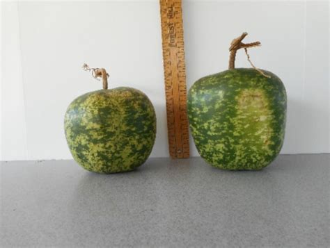 Extra Large Martin Gourd Seed Benjamins Landing