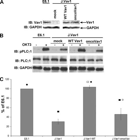 Vav1 Oncogenic Mutation Inhibits T Cell Receptor Induced Calcium