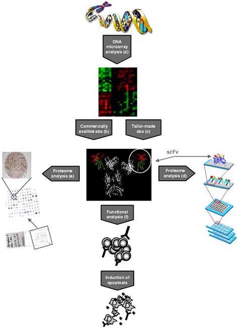 Bioinformatic Analysis Of Dna Microarray Data From Malignant And