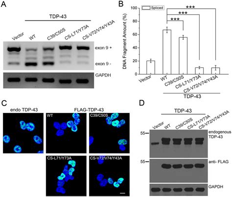 Effects Of Dimer Interface Mutations On The Rna Splicing Activity Of