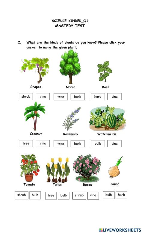 Wonderful Plants Worksheet Plants Worksheets Plants How Plants Grow