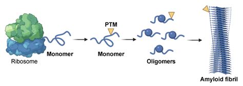 The Diagnostic Potential Of Amyloidogenic Proteins