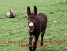 Donkey Hee Haw Meme - img-omnom